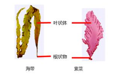 常见的绿色植物分类和区别